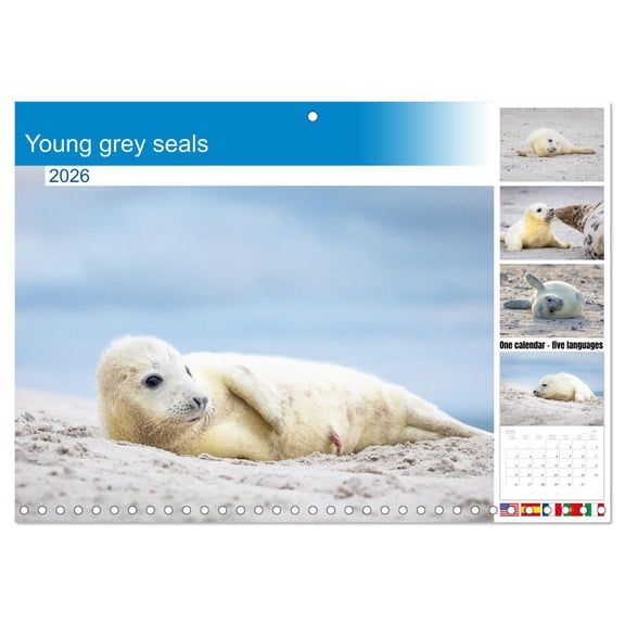 Young grey seals (Monthly Wall Calendar 2026 16.5 x 23.4 (open)), CALVENDO 14 Month Calendar