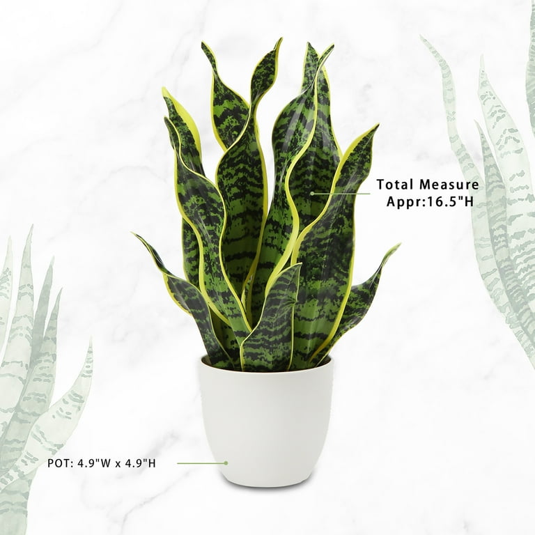 pickle plant succulent Delosperma 'Gherkin Plant' | Succulent plant main image 0