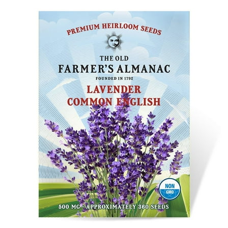 The Old Farmer's Almanac Common English Lavender Seeds (Heirloom, Non-GMO, Open Pollinated, Flower, Herb, Full Sun) - Approx 400 Seeds