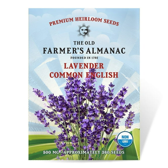 The Old Farmer's Almanac Common English Lavender Seeds (Heirloom, Non-GMO, Open Pollinated, Flower, Herb, Full Sun) - Approx 400 Seeds