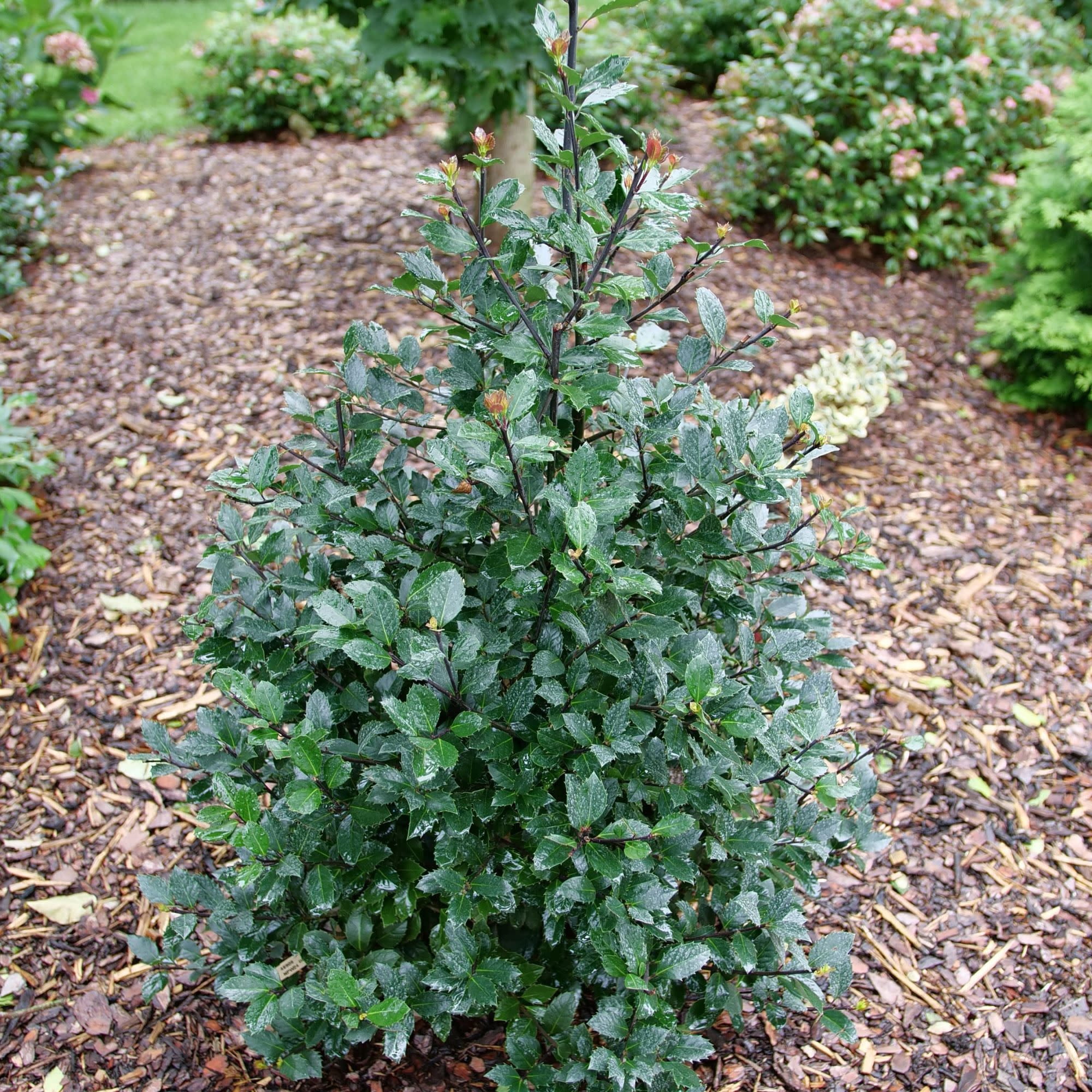 Proven Winners ColorChoice 5" Castle Rouge Blue Holly Live Plant in 4.5" Pot (4 Count)