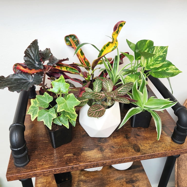 Altman Plants 2in Easy to Grow Live Houseplants (6 Pack)