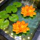 thumbnail image 5 of Floating Foam Lotus Flowers with Leaves, Artificial Water Lilies for Pond Pool Decor, Realistic Fake Lotus Flowers for Garden Water Feature, Outdoor Pond Decorations, Water Garden Accents, 5 of 6