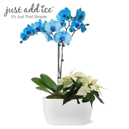 Just Add Ice 16-30" Blue Watercolor Orchid and 8-10" White Poinsettia Live Plants in 10" White Dot Ceramic Planter, House Plant