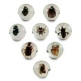 thumbnail image 2 of Safari Ltd. Geoworld Billes Anti-Insectes - Ensemble de 8 Billes de 1 Pouce avec Spécimens d'Insectes Réels, 2 of 4