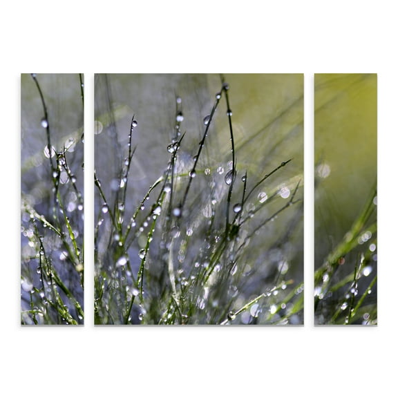 Trademark Fine Art 'Spring Morning' Multi-Panel Canvas Art Set by Beata Czyzowska Young