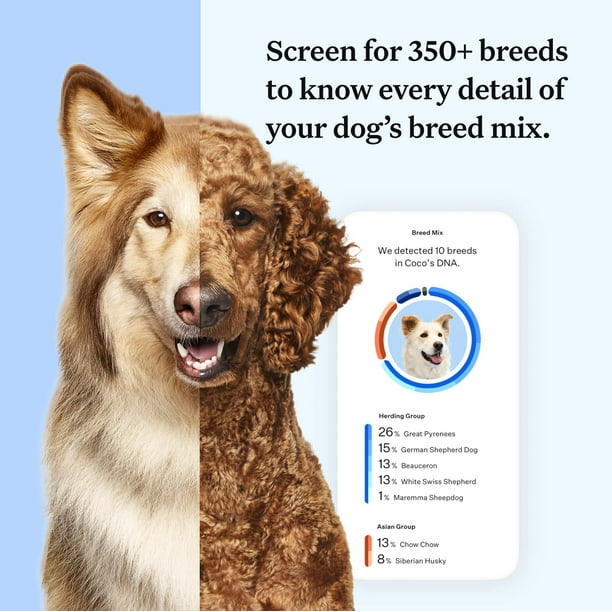 Wisdom Panel Essential Dog DNA Kit Most Accurate Test for 365 Breeds 30 Genetic Health Conditions 50 Traits Relatives Ancestry 1 Pack