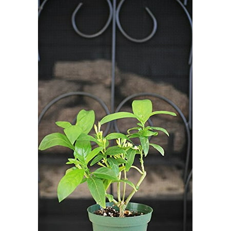 Pink Jasmine Vine - 9GreenBox - Jasmine Night Blooming Plant - 4'' Pot