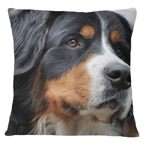 S4Sassy Pillow Square Cushion Cover Bernese Mountain Dog Face Digital Print Multicolor -12 x 12 Inches