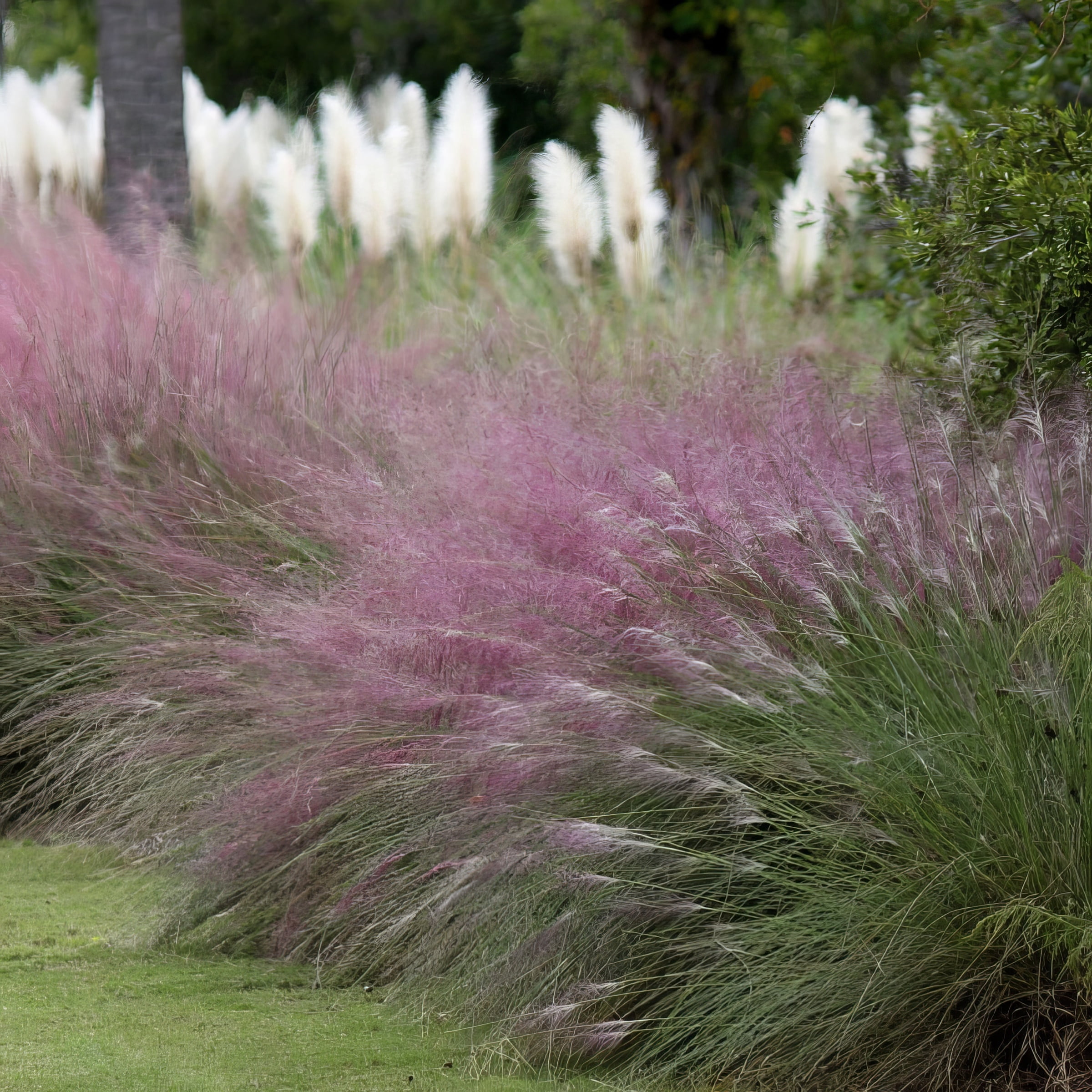 National Plant Network 3 gal. Pink Muhly Grass