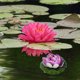 thumbnail image 4 of Nestingho 5Ud Adornos Flotantes De Loto Morado Para Exterior E Interior De, 4 of 6