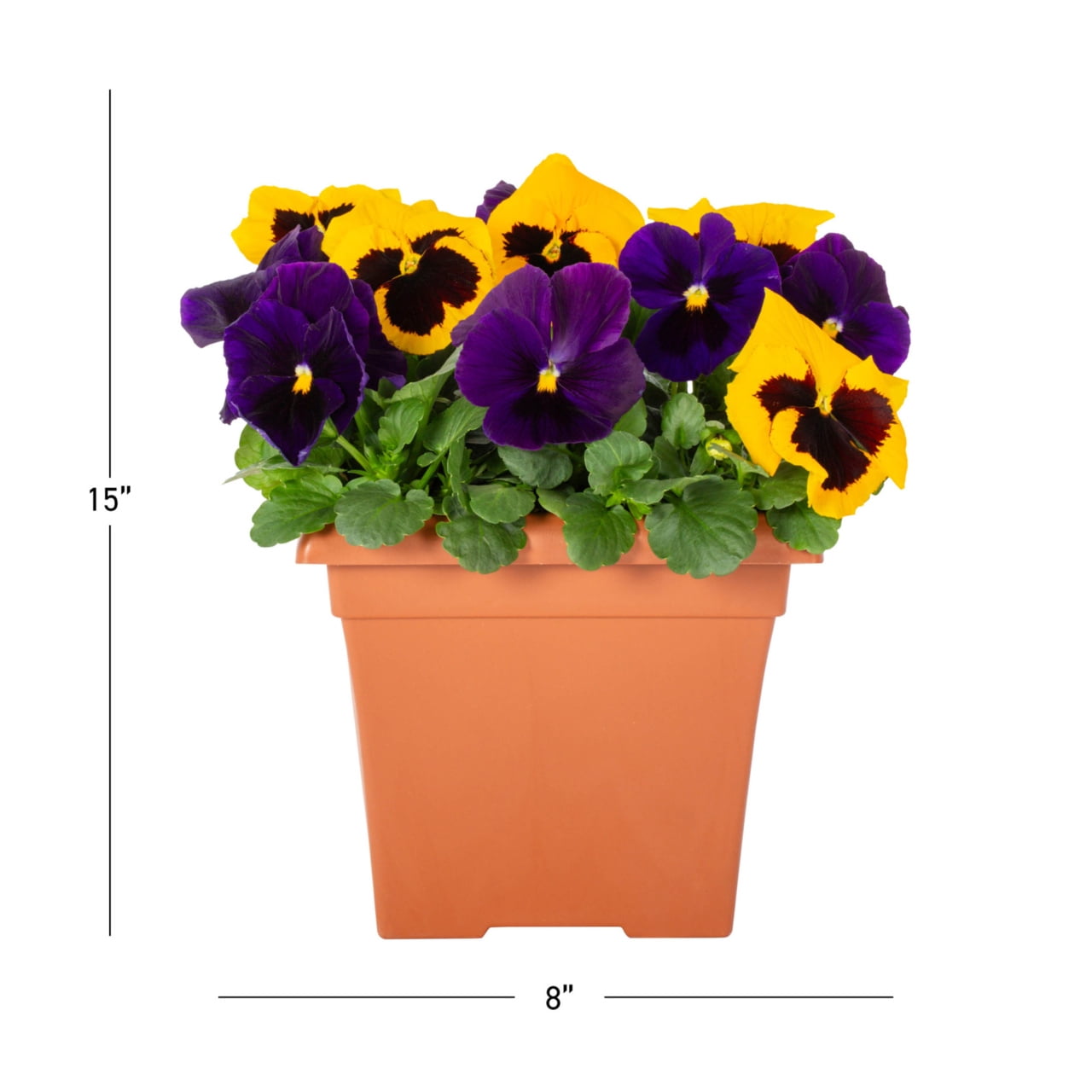 Expert Gardener 1gal Blue Yellow Pansy Live Annual Plant Decorative Pot Sun