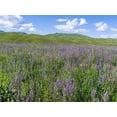 thumbnail image 2 of Zwick, Martin 18x15 White Modern Wood Framed Museum Art Print Titled - Wildflower meadow near the mountain road from Kazarman to mountain pass Urum Basch Ashuusu in the, 2 of 4