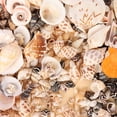 thumbnail image 2 of Farfi 50g Conch Ornaments High Durability Creative Shape Eye-catching Aquarium Landscape Seashells DIY Crafts Decor Birthday Gift (Type 13), 2 of 13