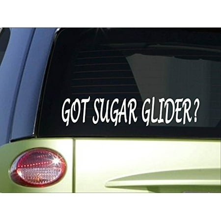 Got sugar glider *H977* 8