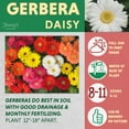 thumbnail image 6 of Better Homes & Gardens 2.5G Gerbera Daisy Day at Beach Mix Annual Live Plant, 6 of 6