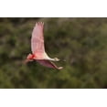 thumbnail image 2 of Jones, Adam 32x23 Gold Ornate Wood Framed with Double Matting Museum Art Print Titled - Roseate spoonbill flying-Stick Marsh-Florida, 2 of 4