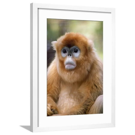Snub Nosed Monkey Framed Print Wall Art