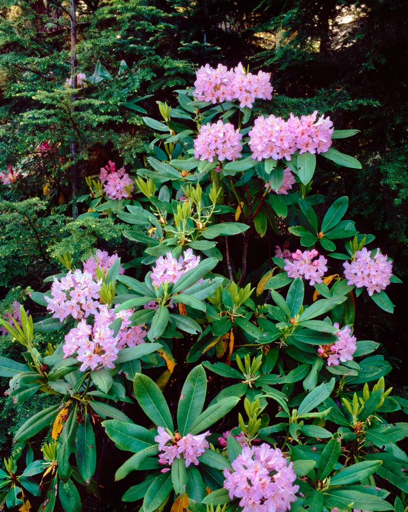 Closeup of Pacific rhododendron (Rhododendron macrophyllum) flowers