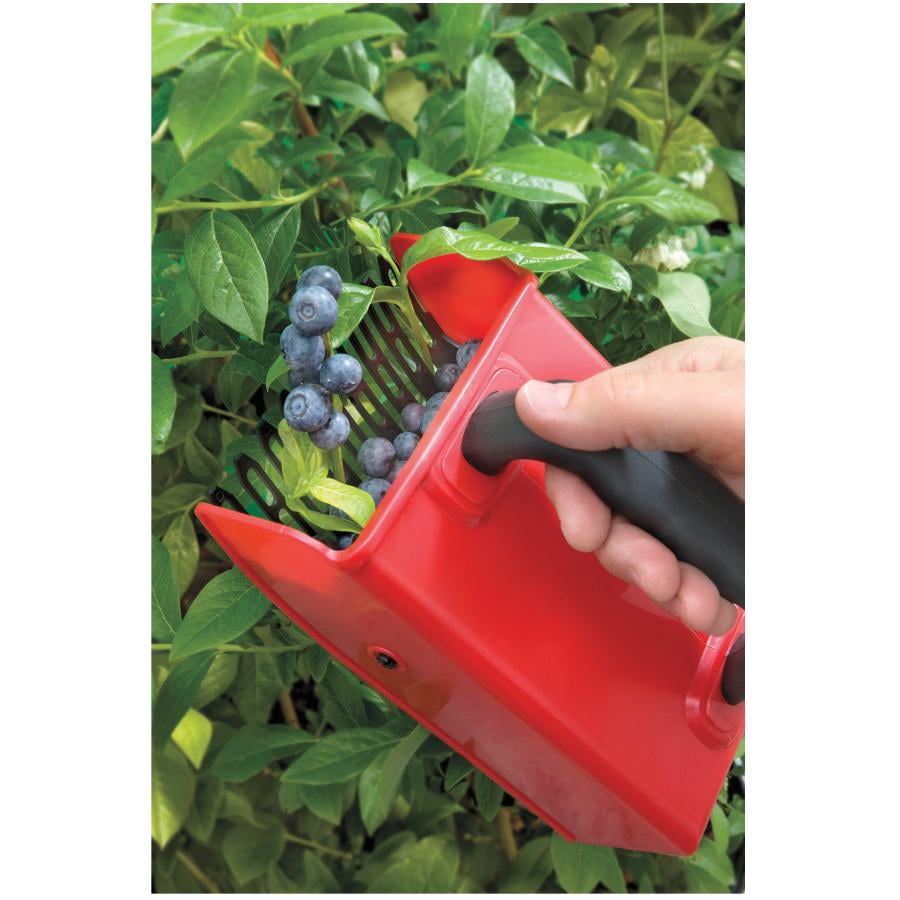 8.5" x 5" Plastic Berry Picker Walmart Canada
