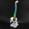 thumbnail image 2 of Modèle de Colonne Vertébrale Squelette, Structure Claire Colorée Modèle de Colonne Vertébrale Squelette Humain pour l'Affichage, 2 of 8