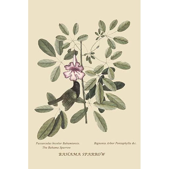 Bahama Sparrow-Fine Art Canvas Print (20" x 30")