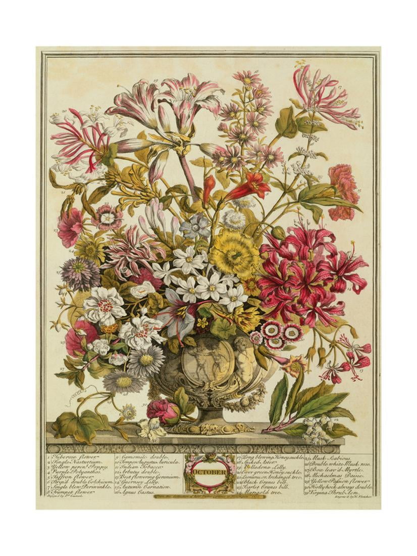 October, from 'twelve Months of Flowers' by Robert Furber (C.16741756