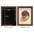 thumbnail image 4 of Sealife Collection V - Framed Print w/glass - Chestnut, 4 of 7