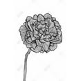 thumbnail image 3 of Peony line - 24"x36" canvas - Print on demand, 3 of 5