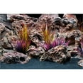thumbnail image 2 of Marina Double Sided Aquarium Background, Jungle Flora and Red Lace, 12" x 24", 2 of 4