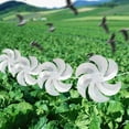 thumbnail image 6 of 10 Meters 8 Pieces Reflective Bird Repellent Windmills – 12 Inches Silver Wind Spinners for Outdoor Yard/Garden/Lawn/Farm Decor, Large Shiny Rotating Pinwheels for Animal Deterrent, 6 of 6