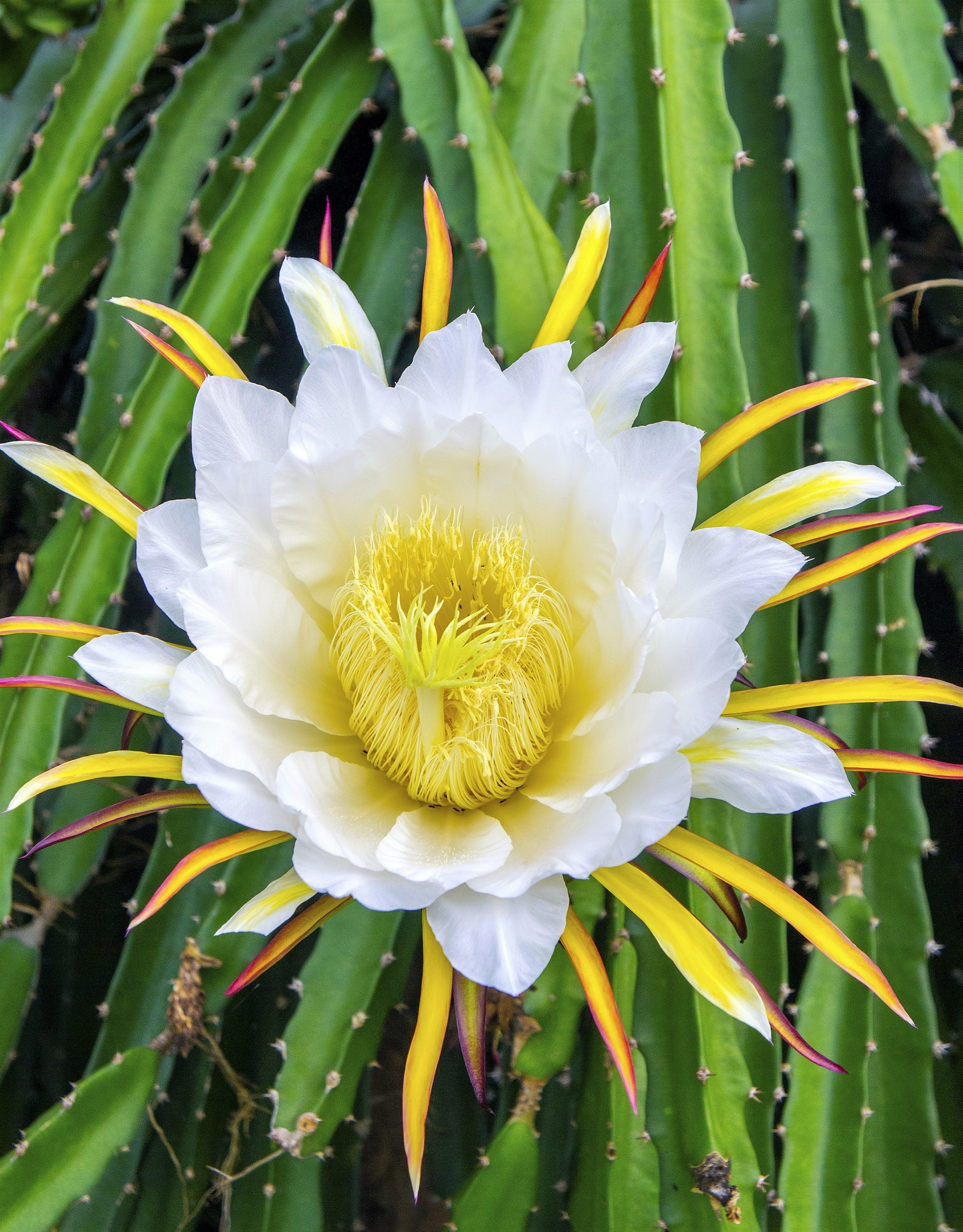 Yellow Dragon Fruit Seeds