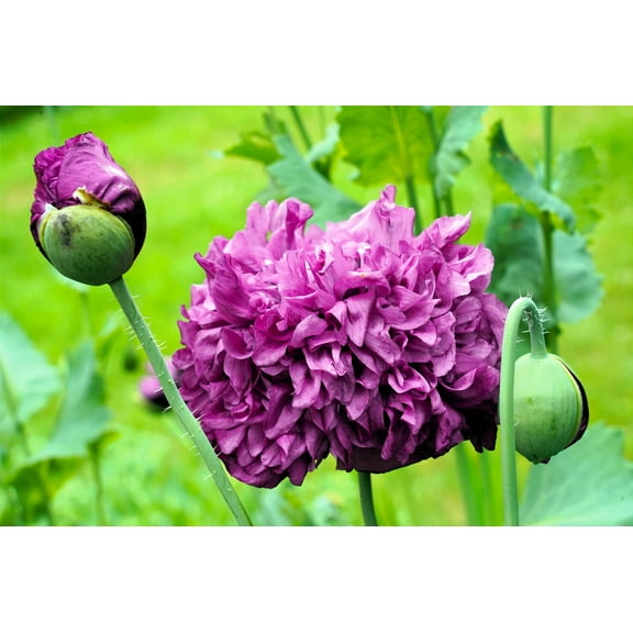 250 Seeds PURPLE PEONY POPPY Papaver Paeoniflorum Huge Double Flower Seeds