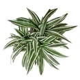 thumbnail image 2 of Dracaena Warneckki (6"+ Minimalist Pot) - Best Air purifying Indoor Plant - Medium to Bright Light Houseplants - Houseplant for Home Office Decoration, 2 of 5