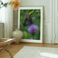 thumbnail image 6 of Butterfly and Thistle in the Virginia Mountains - Virginia Photography Butterfly Nature Insect Floral Wildlife Scenic Botanical Oak Framed Wall Art Print 6 x 8 inches, 6 of 12