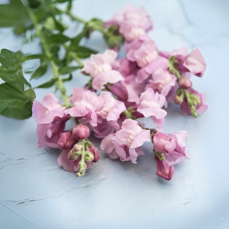30 Seeds Potomac Lavender Snapdragon Cold Attracts Bees Cottage Border Garden Fairy Garden Antirrhinum Majus
