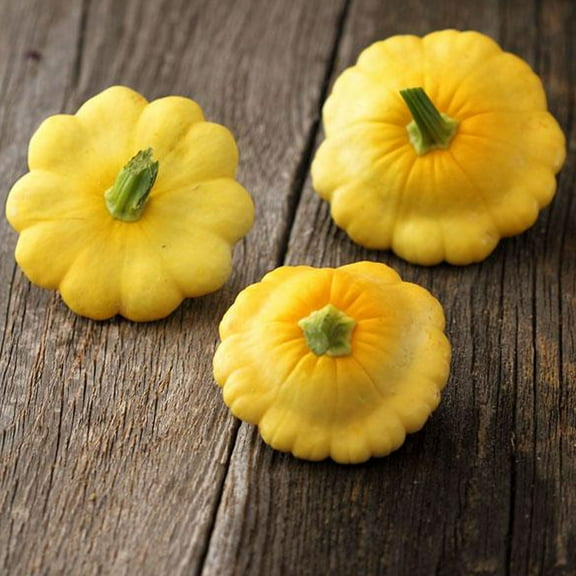 Organic Scallop Yellow Bush Squash Seed - 4 g ~25 Seeds - Organic, Heirloom, Open Pollinated, Non-GMO, Farm & Vegetable Gardening Seeds - Summer Squash