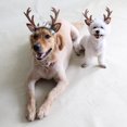 thumbnail image 1 of Aro para el Cabello Colco de Diadema de Cornamenta del perro Oreja para Navidad L, 1 of 8