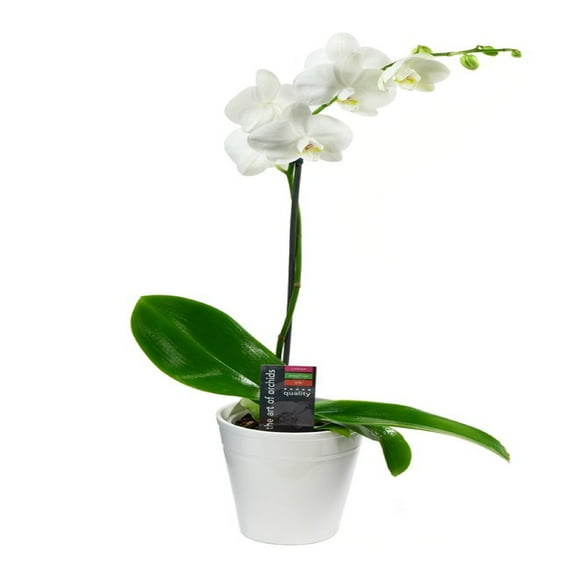 KaBloom : White Phalaenopsis Orchid Plant (18-24 Inches Tall) (1 Stem) in 5 Inch Ceramic Pot.