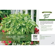 Proven Winners PT Basil Amazel Herb, Vegetable, Outdoor, Live Plants