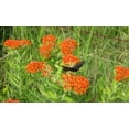 thumbnail image 4 of Butterfly Weed -Asclepias tuberosa- Native Perennial- Live Starter Plant, 4 of 4