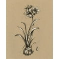 thumbnail image 2 of Harper, Ethan 26x32 White Modern Wood Framed Museum Art Print Titled - Botanical Sketch Black and White II, 2 of 4