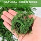 thumbnail image 2 of Paquete de 3 musgo natural seco, 2 of 3
