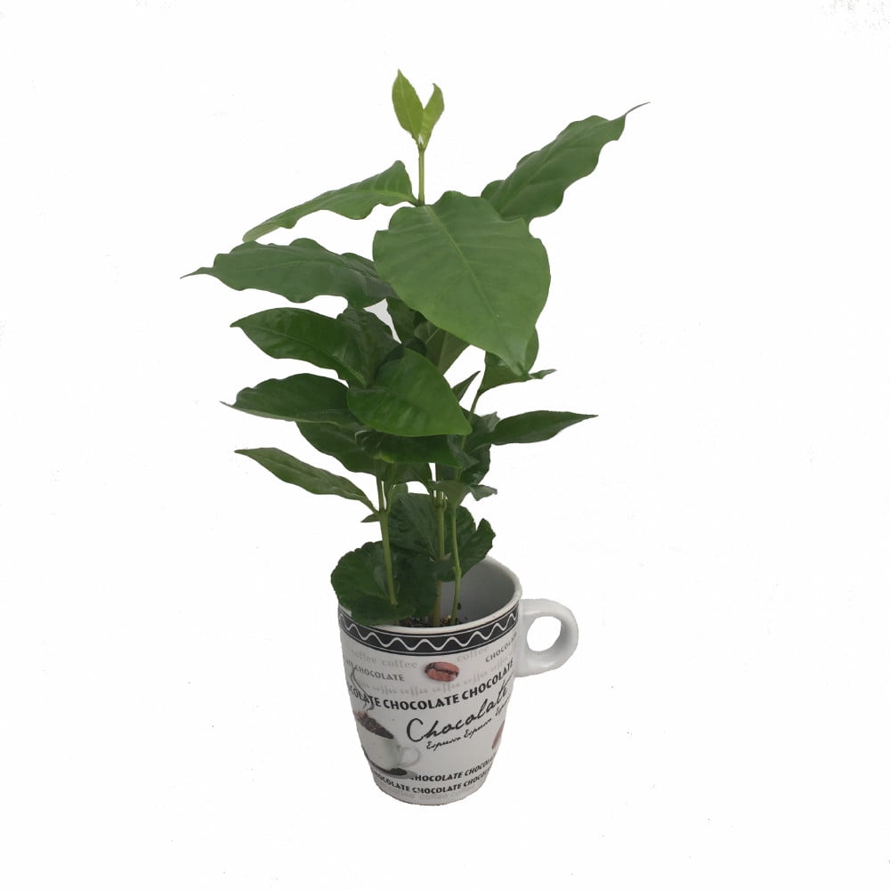Cup of Coffee/Coffee Plant White Ceramic Coffee Cup with a Live