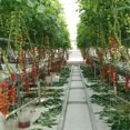 thumbnail image 4 of 5PCS Plant Climbing Hooks Tomato Support O Hook Clips String Rope Trellis 32.8ft, 4 of 8