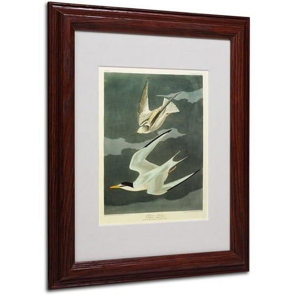 Trademark Fine Art "Lesser Tern, Little Tern" Canvas Art by John James Audubon, Wood Frame