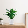 thumbnail image 2 of Miangastore 1 Ensemble Pot de Fleurs avec Plateau Plastique Transparent pour Usage Intérieur, 2 of 9