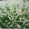 thumbnail image 3 of White Fountain Grass  1 Large Gallon Size Plant  Pennisetum Alopecuroides  Low Maintenance Blooming Ornamental Grass, 3 of 9