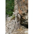 thumbnail image 2 of Archer, Ken 11x14 Gold Ornate Wood Framed with Double Matting Museum Art Print Titled - Bighorn Sheep Lamb, 2 of 4