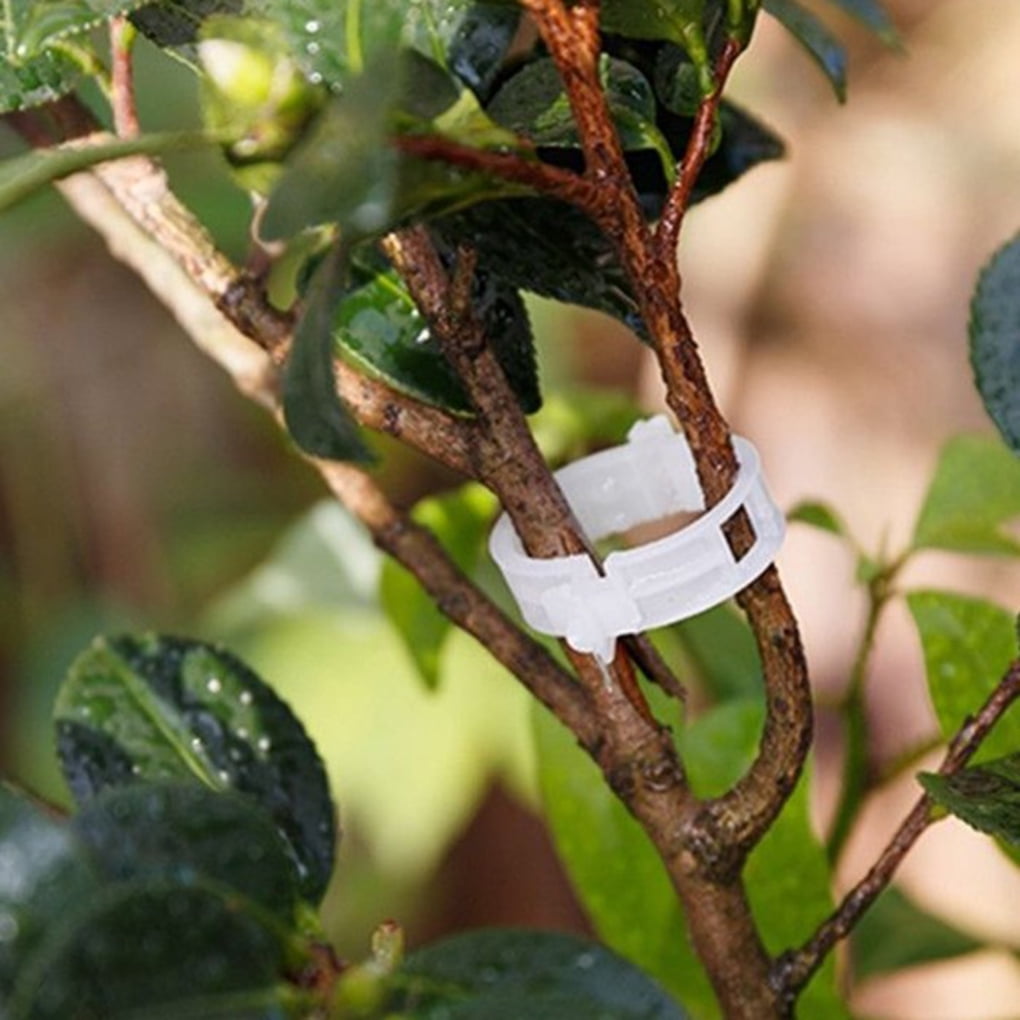 Details about   50/100pcs Reusable Plastic Plant Clips Supports Connects Protection Grafting 